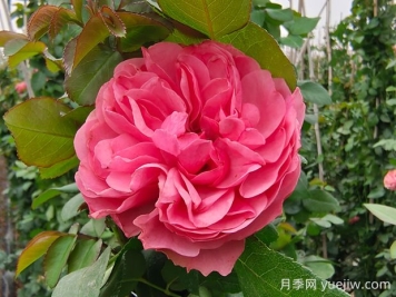 粉色達芬奇月季的優(yōu)缺點是什么？