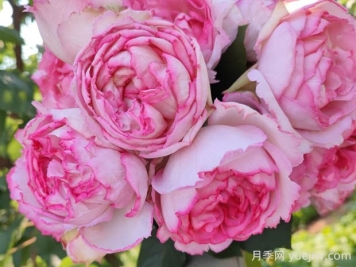伊芙繁華都市月季的優(yōu)缺點(diǎn)是什么？