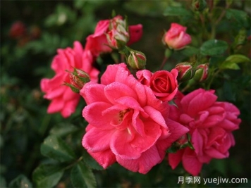 寒地玫瑰月季的優(yōu)缺點(diǎn)是什么？