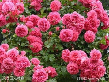 玫瑰園尤特森月季的優(yōu)缺點(diǎn)是什么？