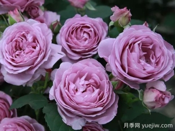 藍(lán)色風(fēng)暴月季的優(yōu)缺點(diǎn)是什么？
