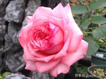 伊芙新娘月季花的優(yōu)缺點(diǎn)是什么？