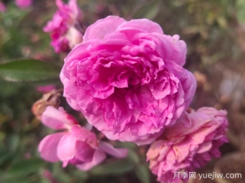 瑪姬嬸嬸月季的優(yōu)缺點(diǎn)是什么？