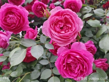 大游行和粉色達(dá)芬奇優(yōu)缺點(diǎn)是什么？