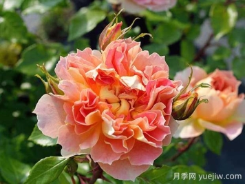 南瓜燈籠月季的優(yōu)缺點(diǎn)有哪些？顏色迷人