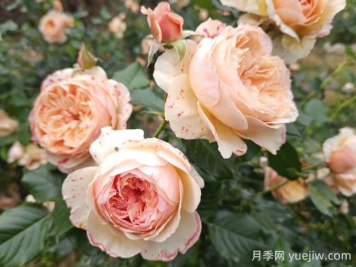 真宙月季的優(yōu)缺點(diǎn)是什么？