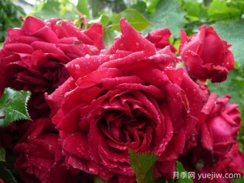玫瑰國度的天使月季的優(yōu)缺點(diǎn)是什么？
