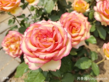 阿班斯月季的優(yōu)缺點(diǎn)是什么？
