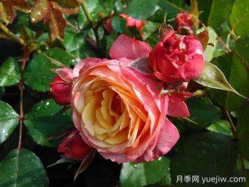 浪漫比克月季的優(yōu)缺點(diǎn)是什么？