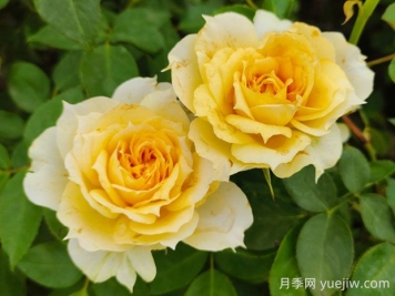 陽(yáng)光古董月季的優(yōu)缺點(diǎn)是什么？