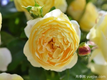 黃金城堡月季的優(yōu)缺點(diǎn)是什么？