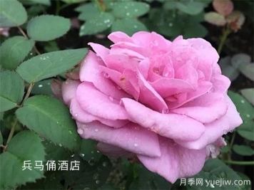 兵馬俑酒店月季的優(yōu)缺點是什么？
