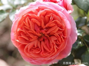 音樂廳月季的優(yōu)缺點是什么？
