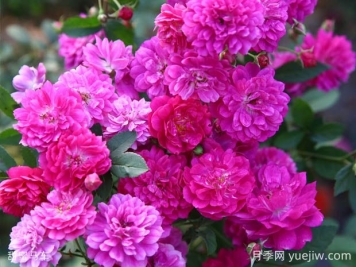 甜蜜馬車月季的優(yōu)缺點(diǎn)是什么？