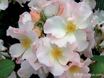 莎莉福爾摩斯月季的優(yōu)缺點(diǎn)是什么？
