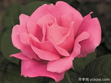 香歡喜月季的優(yōu)缺點(diǎn)是什么？