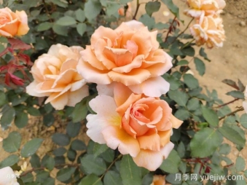 杰斯塔喬伊月季的優(yōu)缺點(diǎn)是什么？