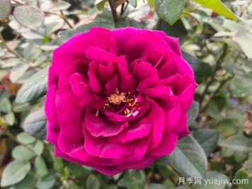 皇宮月季的優(yōu)缺點(diǎn)是什么？
