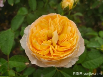 朱麗葉月季值不值得種，有啥優(yōu)缺點