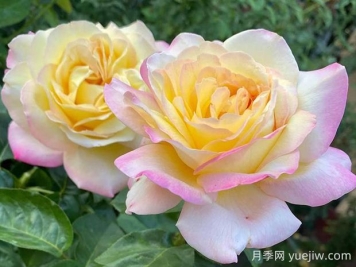 黃和平月季的優(yōu)缺點是什么？