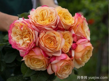 卡普里月季的優(yōu)缺點是什么？