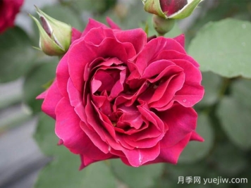 奧德賽月季的優(yōu)缺點是什么？