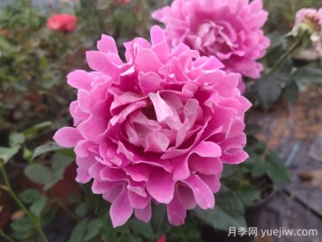 夢幻褶邊月季的優(yōu)缺點是什么？