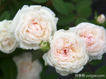 粉妝樓月季的優(yōu)缺點是什么？