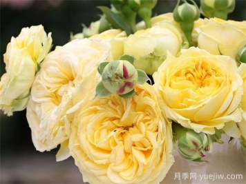 卡特琳娜月季的優(yōu)點(diǎn)是什么？