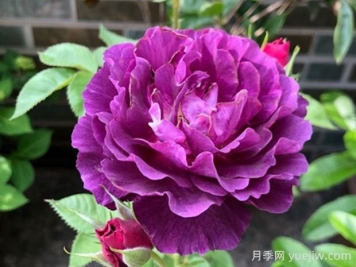 奧秘月季的優(yōu)缺點(diǎn)是什么？