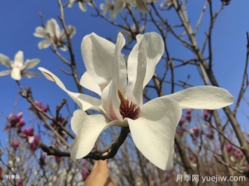 怎樣養(yǎng)殖白玉蘭比較好？