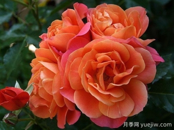 迪士尼樂(lè)園月季