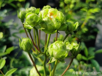 推薦10種美麗的綠色系月季，唯美清新，多款國月