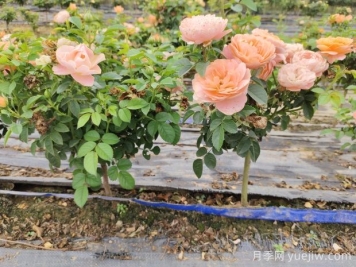 怎樣提高苗木成活率？ 花木嫁接注意事項