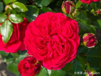 紅色達芬奇月季和粉色達芬奇月季有什么區(qū)別？