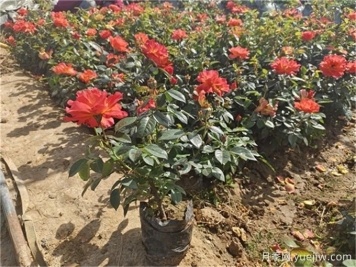 夏季月季養(yǎng)護(hù)全攻略，讓月季花絢麗一夏