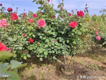 反季節(jié)移栽苗木應(yīng)該注意哪些技術(shù)要點？