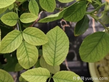 月月季花黃葉長(zhǎng)不好？9種常見(jiàn)缺素癥盤(pán)點(diǎn)