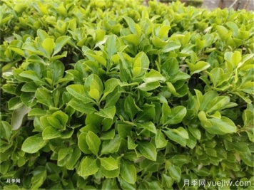海桐與大葉黃楊，品賞觀葉植物之美
