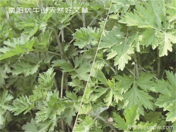 南陽中醫(yī)藥產(chǎn)業(yè)找準(zhǔn)突破口，奮力推進(jìn)臥龍艾草產(chǎn)業(yè)創(chuàng)新發(fā)展
