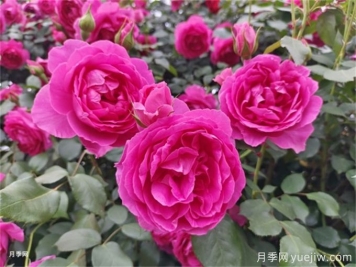 大游行月季夏季養(yǎng)護(hù)辦法，夏天也能絢麗綻放