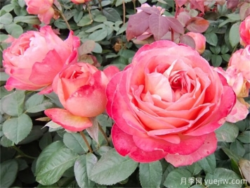 月季夏季養(yǎng)護(hù)，讓月季安全度夏的小秘訣