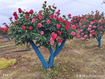 移栽大樹時透氣管的類型和作用有哪些？