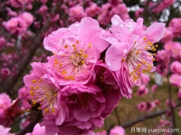 冬季里最耐寒的15種花卉，最耐寒的花推薦