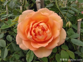 夏洛特夫人月季，花色美花期長打造爆花花墻