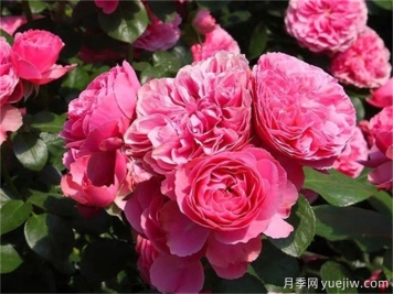 粉色達芬奇月季，花色迷人，耐熱耐寒