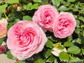 藤狀月季是花園中的浪漫詩人，品種推薦與養(yǎng)護(hù)秘籍