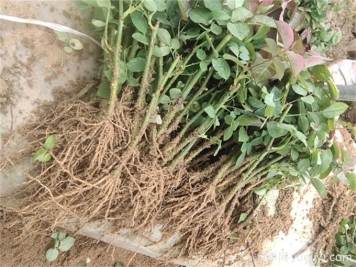 月季花水培扦插，解鎖花卉繁殖新技能