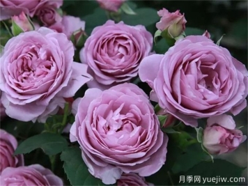 推薦8個(gè)豐花月季品種，抗病性強(qiáng)且花色美麗