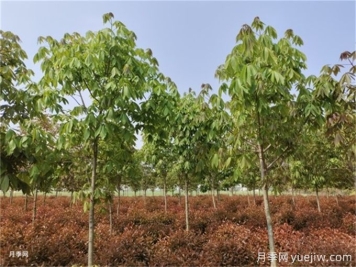 為什么樹木移植時都把向陽的枝給砍了？
